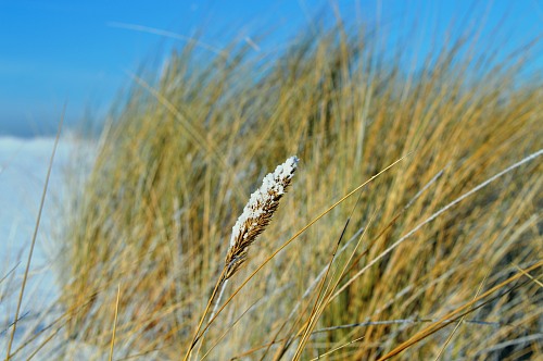 Warnemünde
Frozen beachgrass (Strandhafer)
Küste - Strand, Öffentlicher Bereich/Strand, Küstenschutz
Svenja Höft, EUCC-D